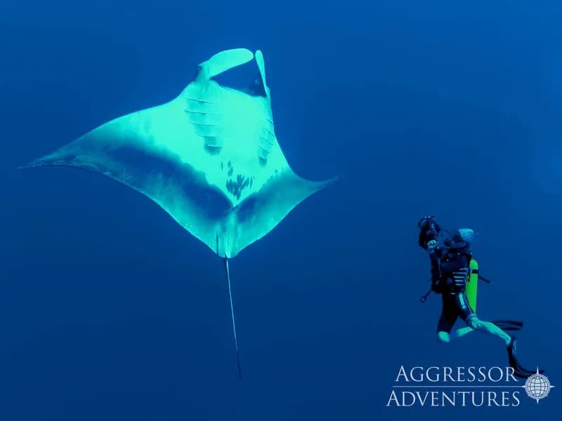 Red Sea Aggressor IV