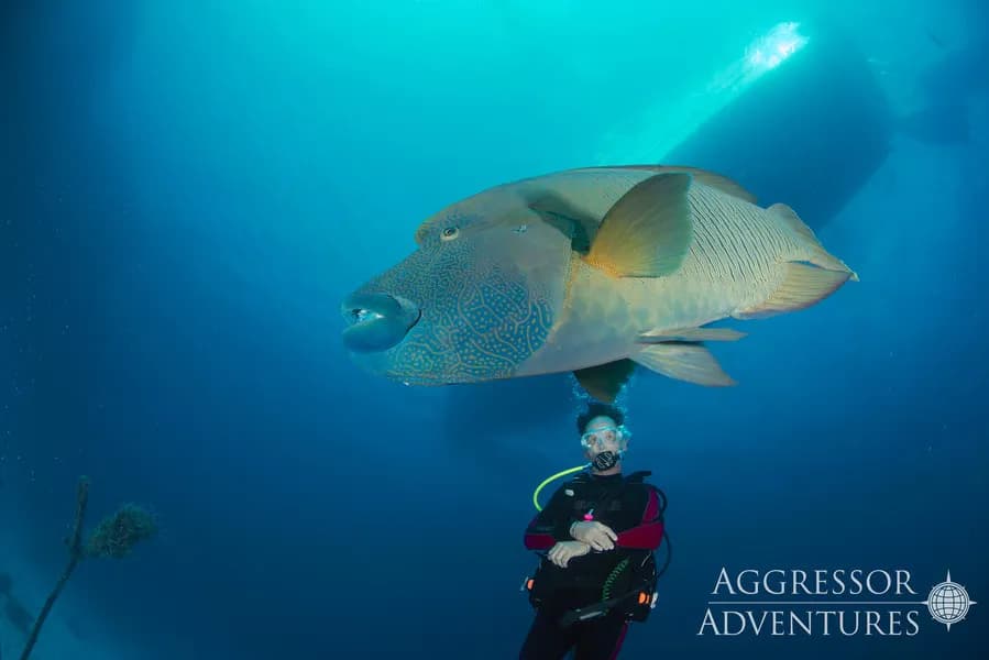 Red Sea Aggressor IV