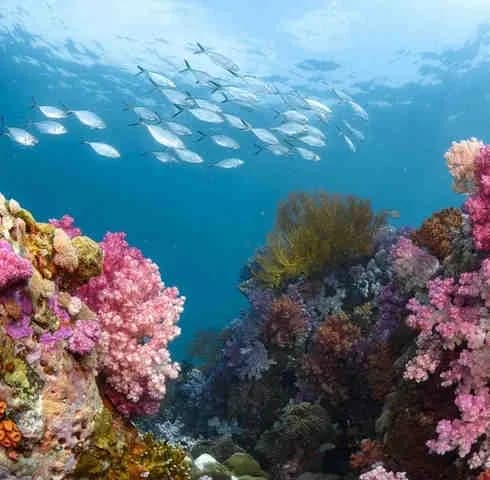 Orca Oktavia - image Orca Oktavia - image