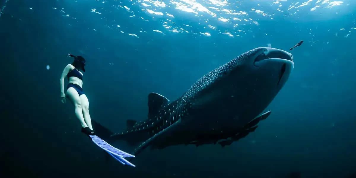 Felicidad II - image Felicidad II - image