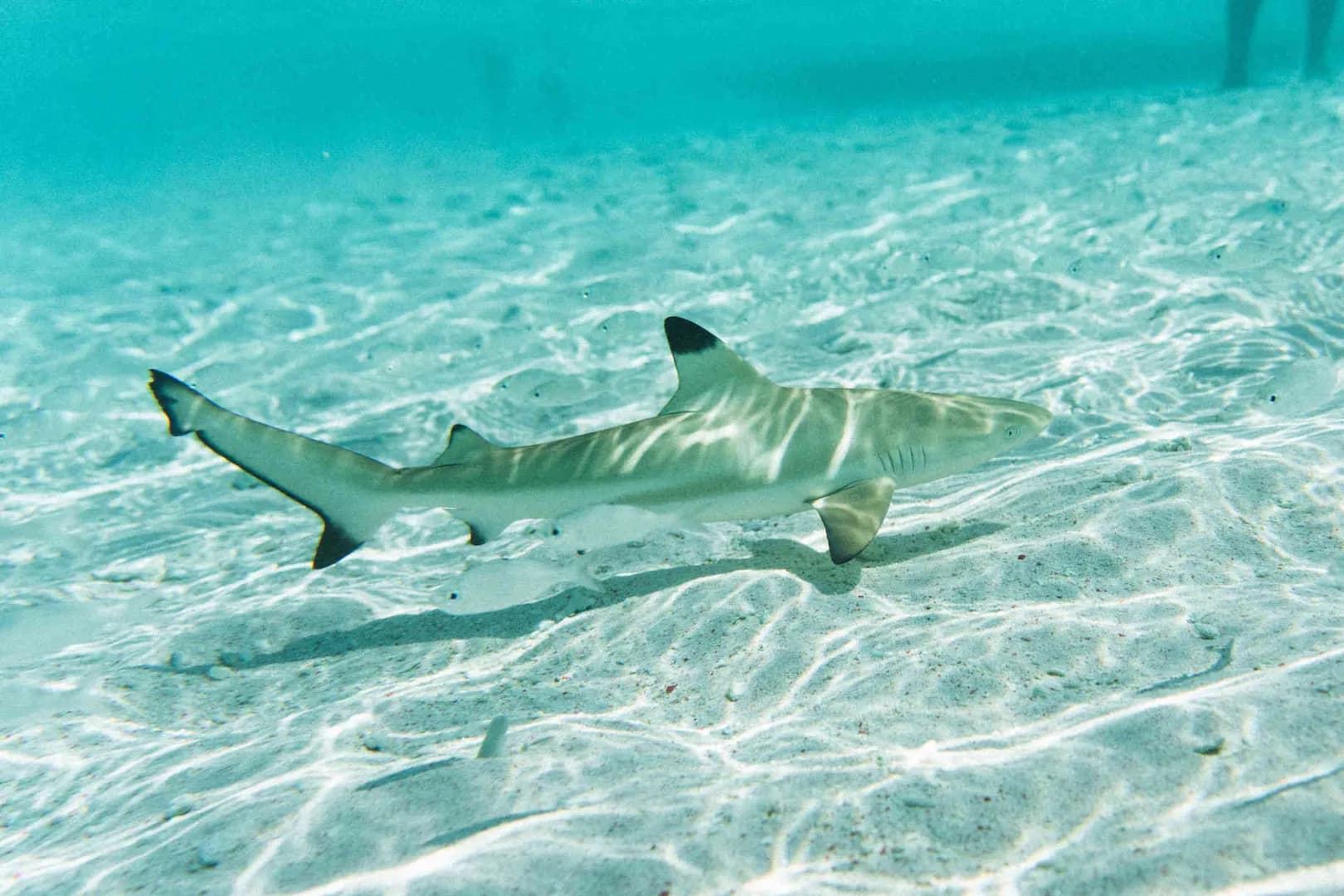 Augustine Phinisi - image Augustine Phinisi - image