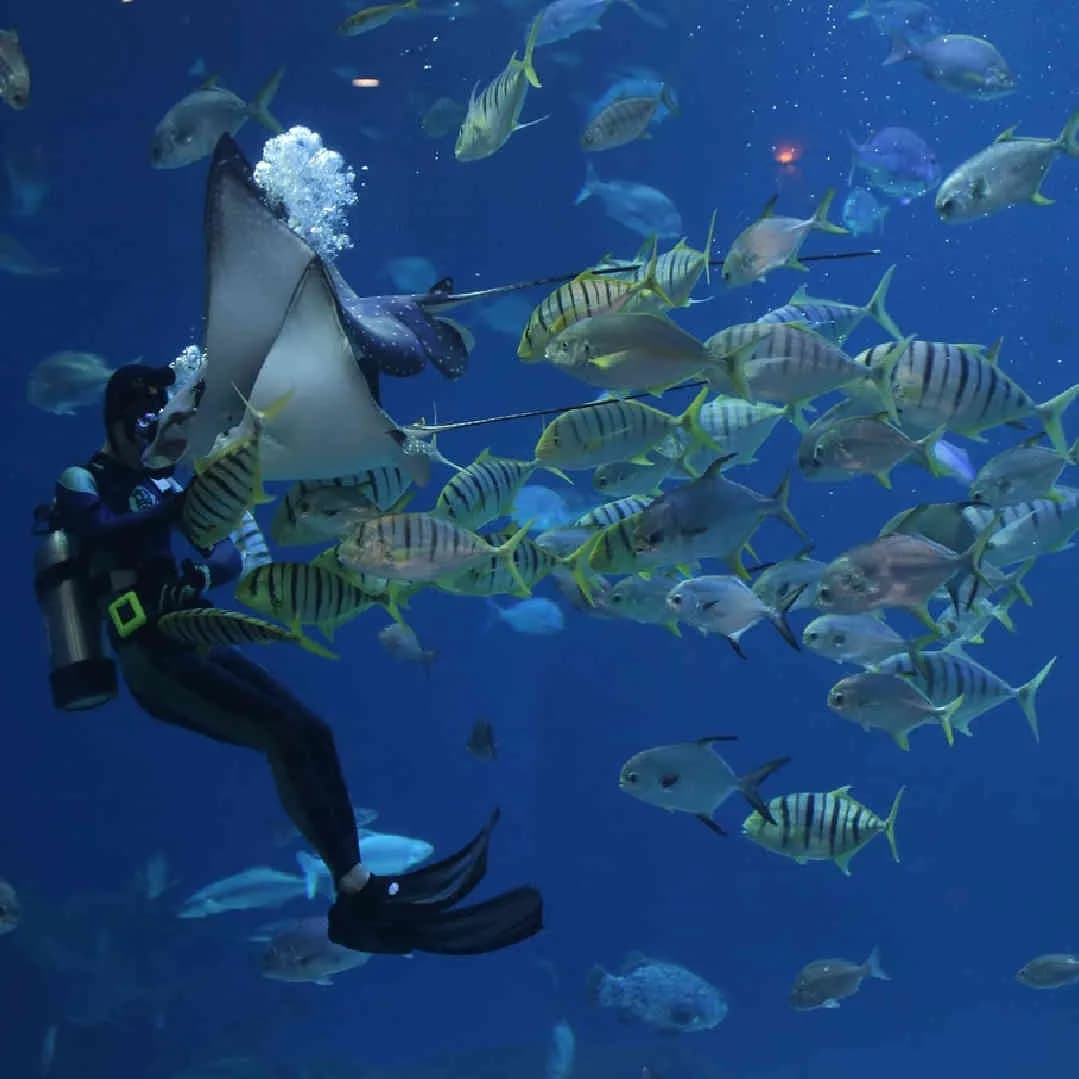 Royal Phuket Liveaboard - image Royal Phuket Liveaboard - image