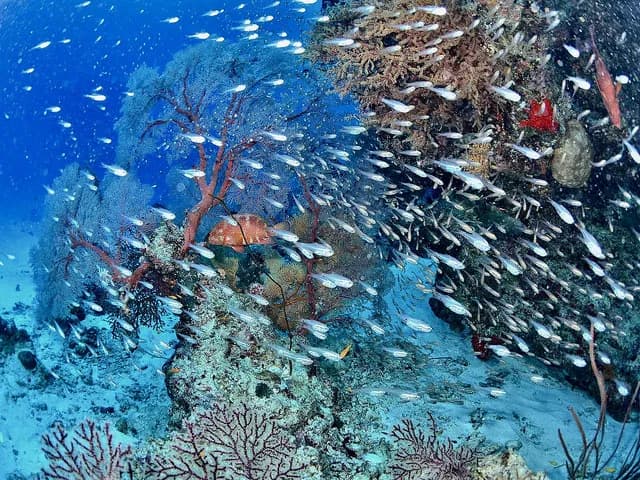 MV Hallelujah Liveaboard - image MV Hallelujah Liveaboard - image