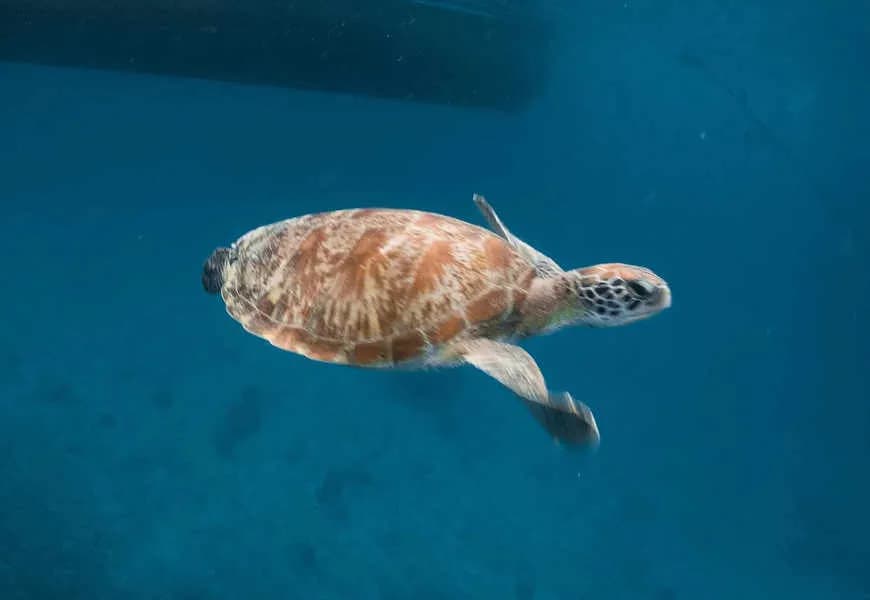 A lone sea turtle