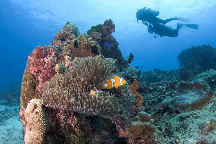 A diver explores the underwater reef