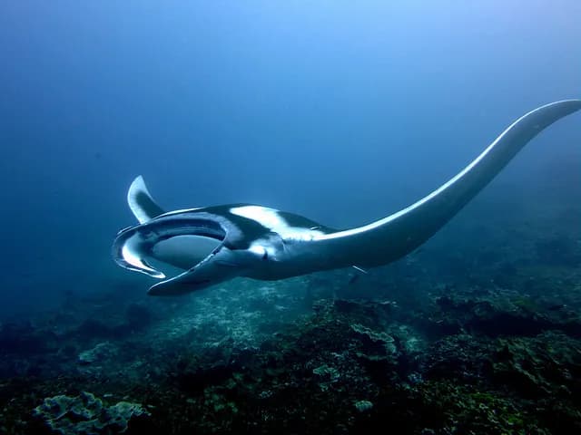 MV Oktavia Liveaboard - image MV Oktavia Liveaboard - image