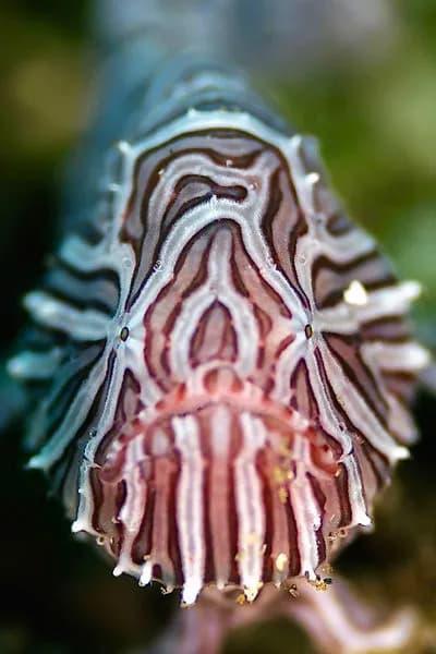 Spice Island Divers Ambon Spice Island Divers Ambon