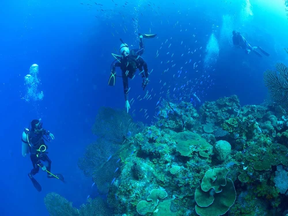 Scuba divers along a reef at Cabañas on Clark’s Cay in Honduras. Scuba divers along a reef at Cabañas on Clark’s Cay in Honduras.