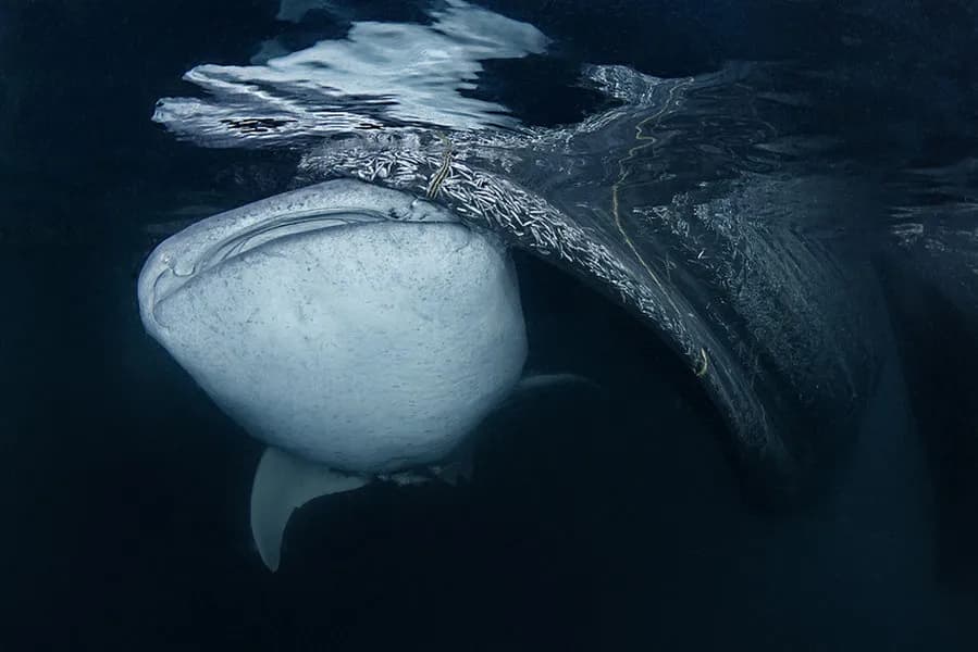 Triton Bay Divers Triton Bay Divers