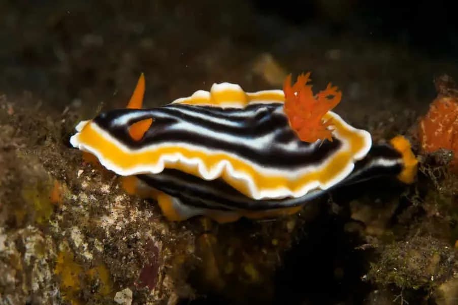 Tauch Terminal Tulamben Resort & Spa - image Tauch Terminal Tulamben Resort & Spa - image