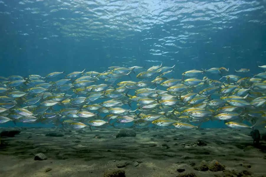 Tauch Terminal Tulamben Resort & Spa Tauch Terminal Tulamben Resort & Spa