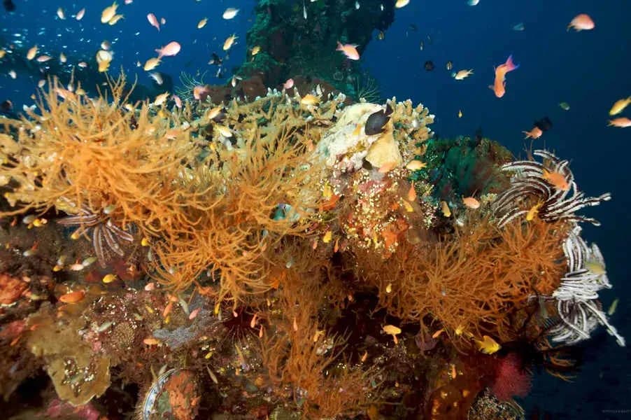 Tauch Terminal Tulamben Resort & Spa Tauch Terminal Tulamben Resort & Spa