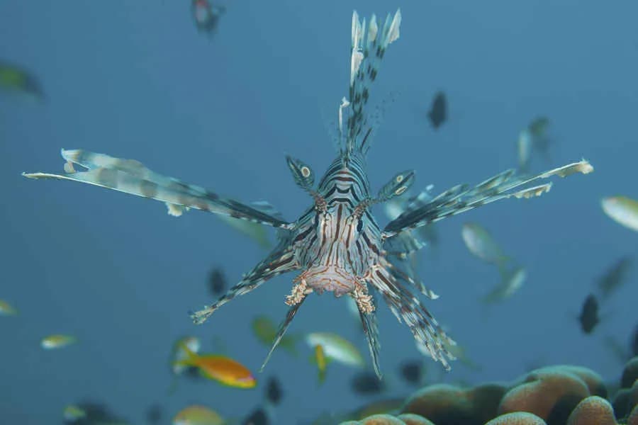 The Manta Resort The Manta Resort