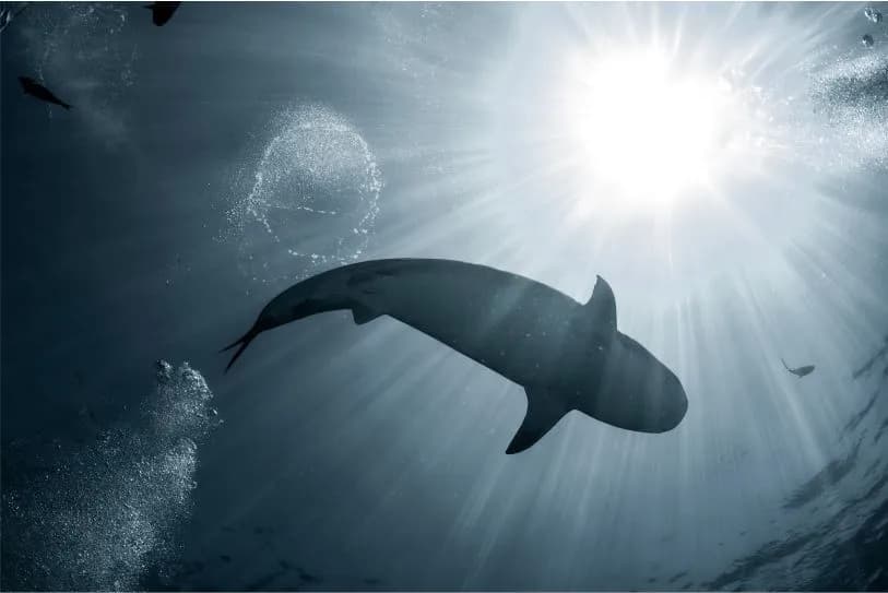 Silhouette of a tiger shark as it swims above Silhouette of a tiger shark as it swims above