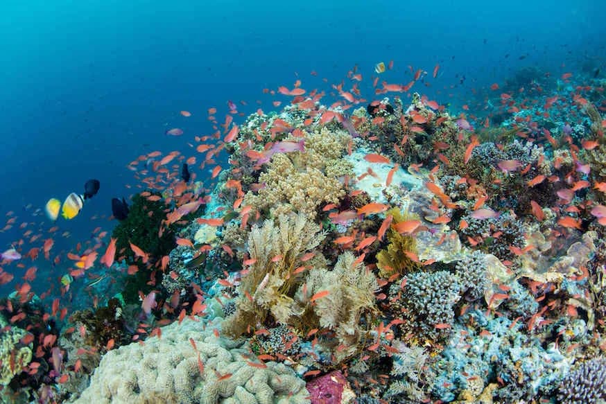 A stunning coral reef in Alor.