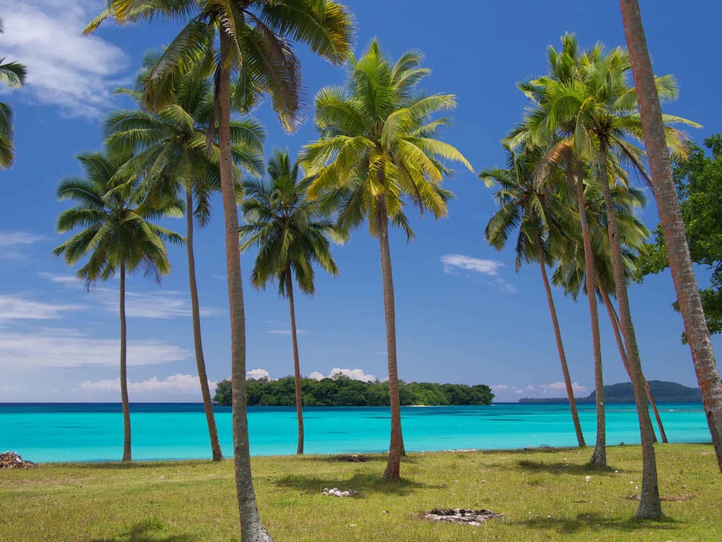 Palm trees line the shore at The Espiritu Vanuatu. Palm trees line the shore at The Espiritu Vanuatu.