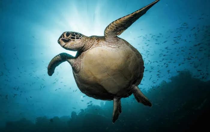 A peaceful sea turtle glides under the water A peaceful sea turtle glides under the water