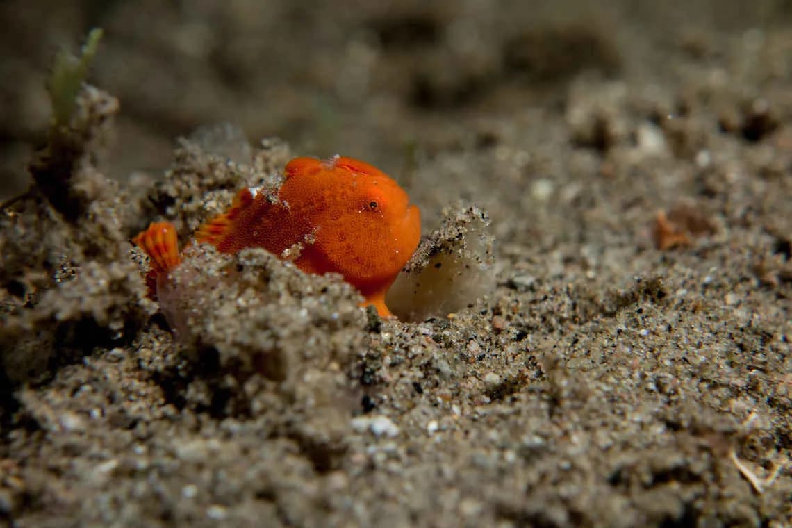 A small frog fish on the ocean floor A small frog fish on the ocean floor