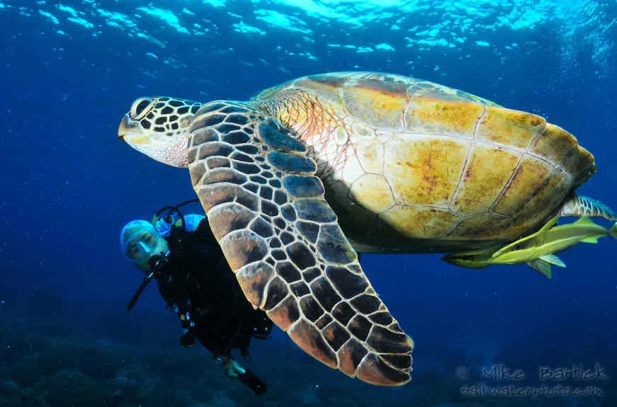 A huge sea turtle in front a diver A huge sea turtle in front a diver