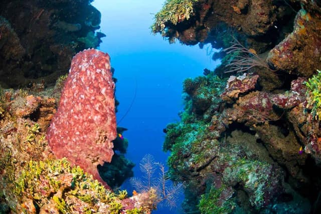 Vibrant corals underwater at Naboo Resort & Dive Center.