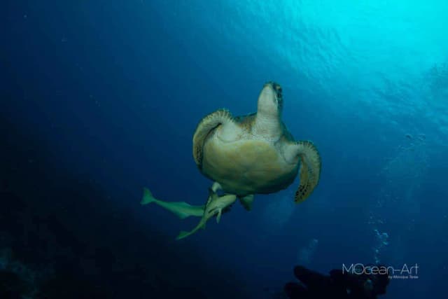 A sea turtle swims underwater at Naboo Resort & Dive Center.