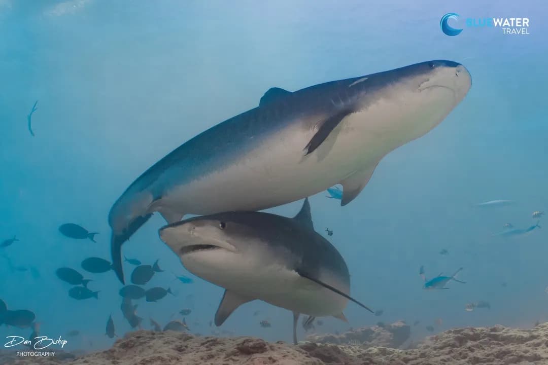 Maldives Dive Resorts - image Maldives Dive Resorts - image