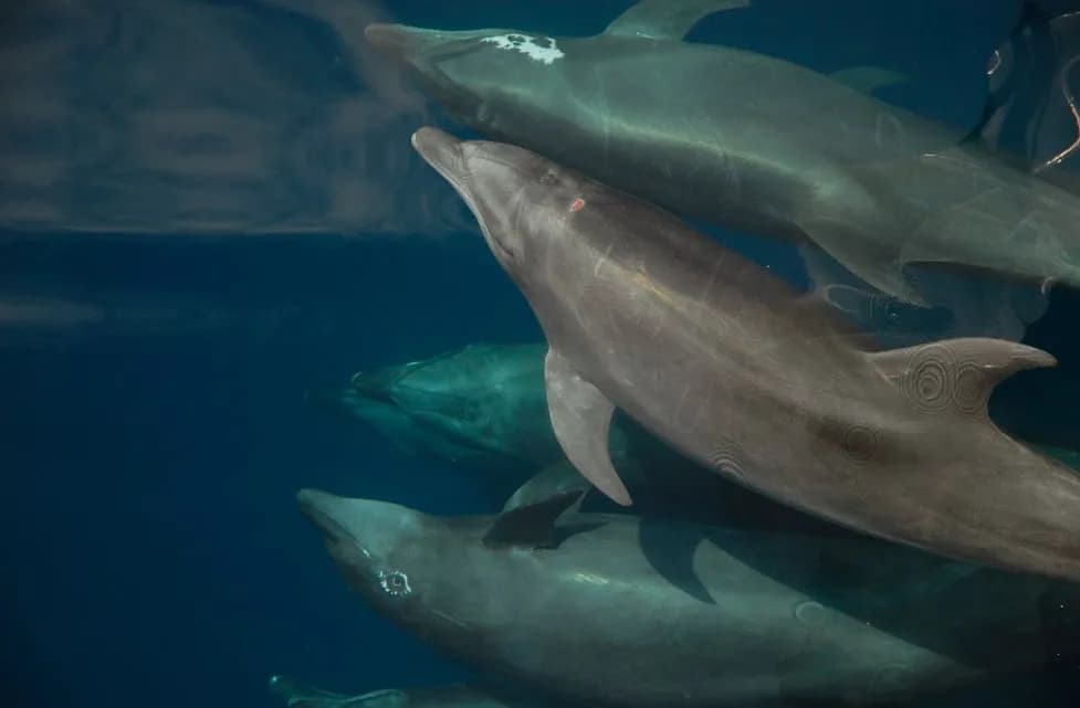 A school of dolphins swimming