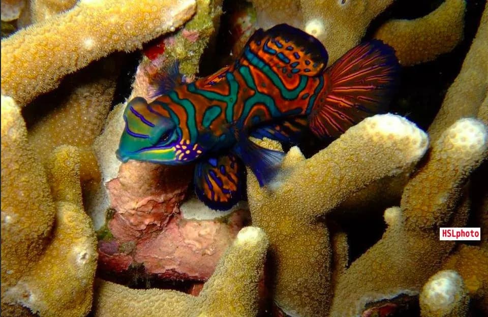 A colorful fish found in some coral