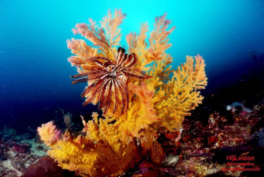 Bright colors found underwater in Alor