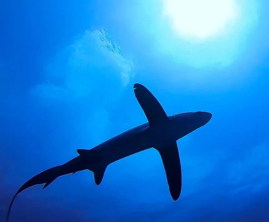 The silhouette of a shark The silhouette of a shark