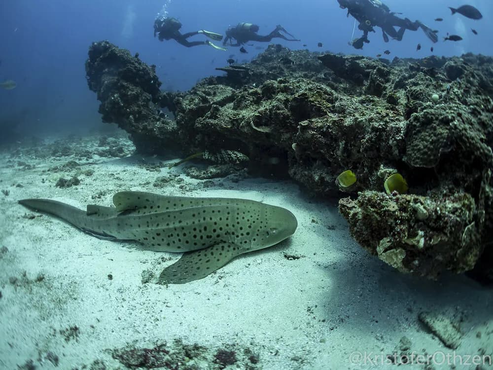 A leopard shark rests on the ocean floor A leopard shark rests on the ocean floor