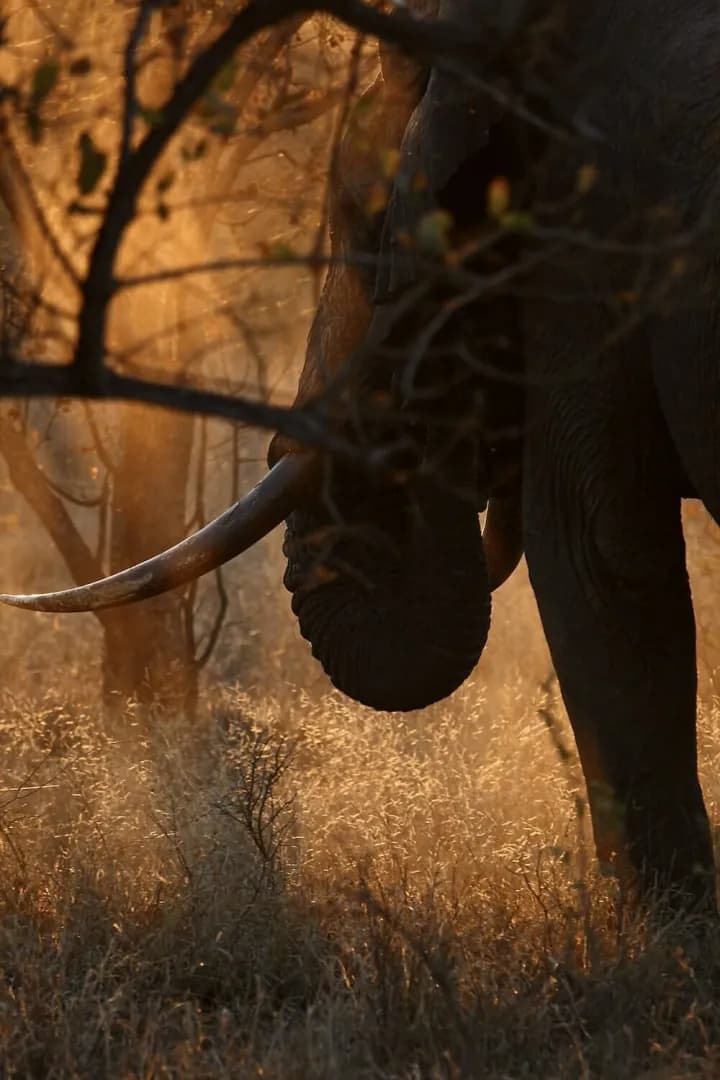 An elephant by the setting sun An elephant by the setting sun