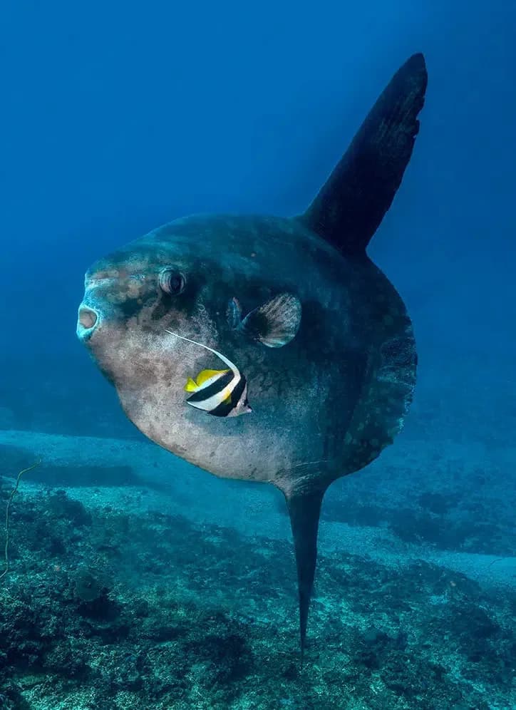 A mola mola swims by A mola mola swims by
