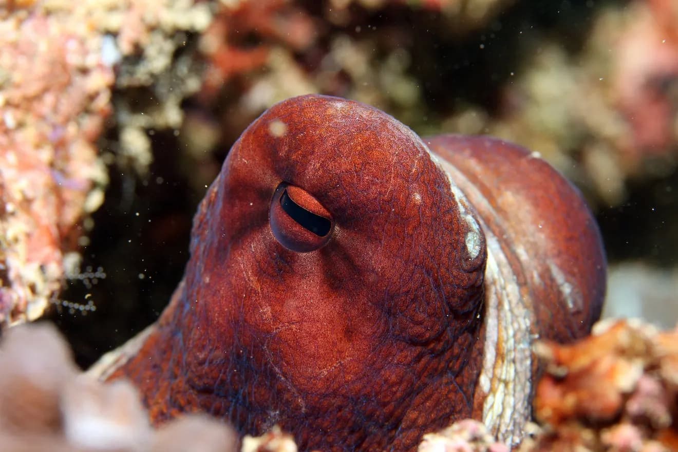 A close up of an octopus closing its eyes A close up of an octopus closing its eyes