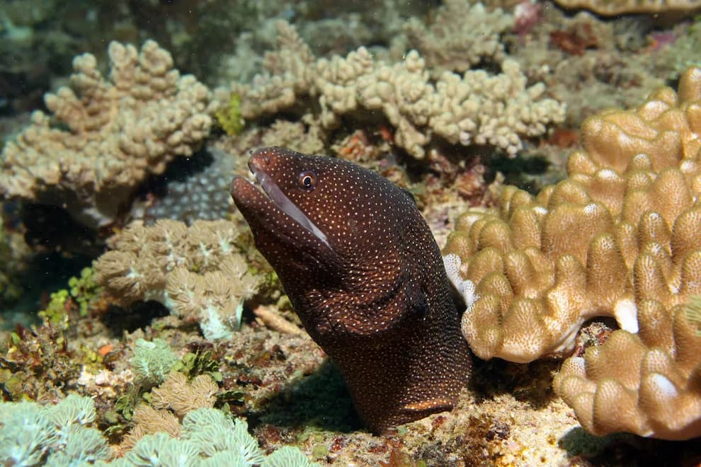 An eel sticks his head out of its cave An eel sticks his head out of its cave