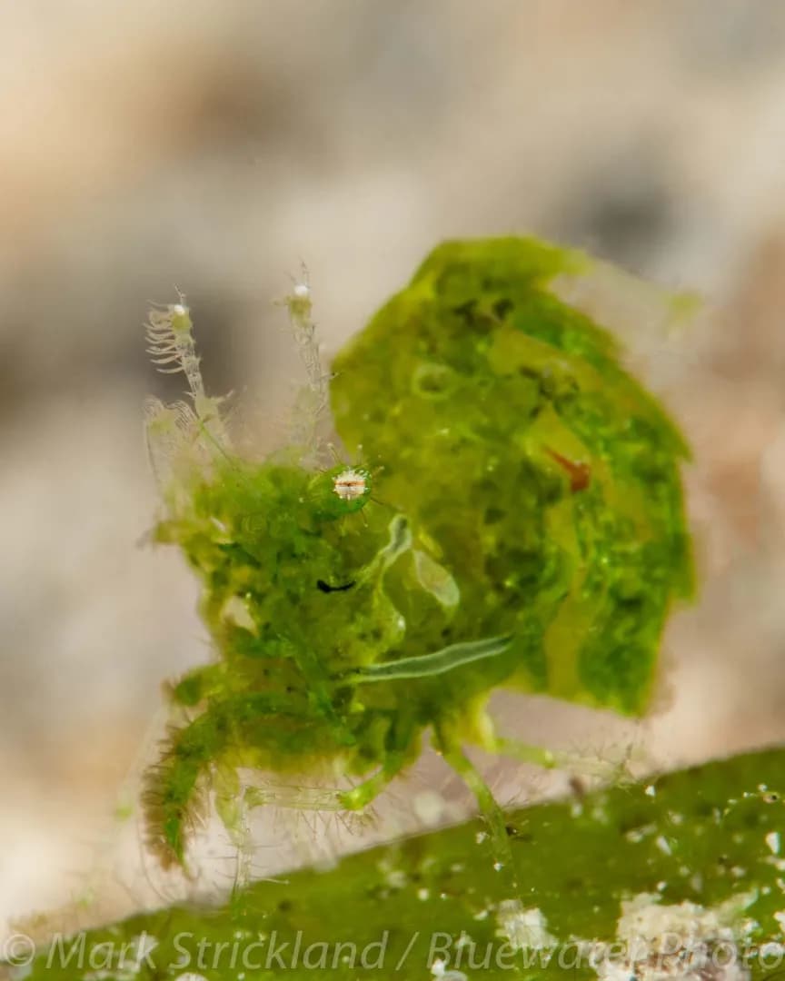 Papua New Guinea Papua New Guinea