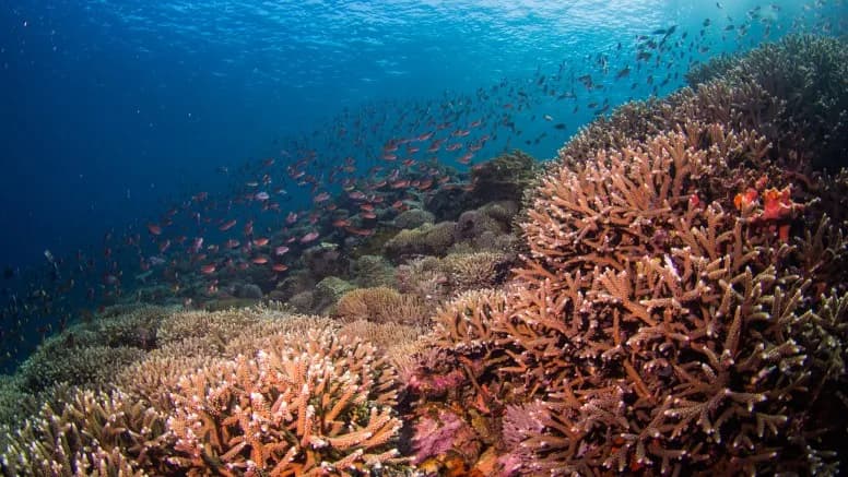 Stunning reefs Stunning reefs