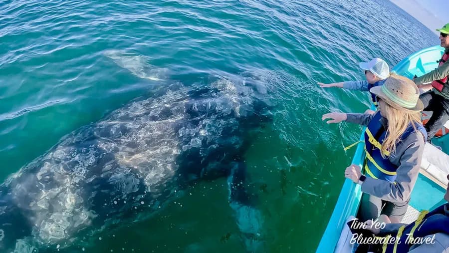 San Ignacio Lagoon Whale Camp San Ignacio Lagoon Whale Camp