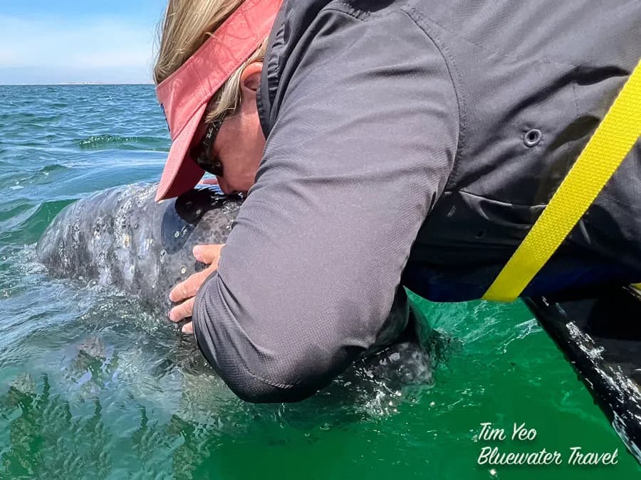 San Ignacio Lagoon Whale Camp San Ignacio Lagoon Whale Camp