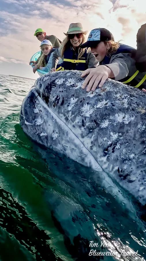 San Ignacio Lagoon Whale Camp San Ignacio Lagoon Whale Camp