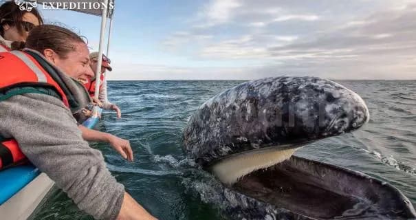 San Ignacio Lagoon Whale Camp San Ignacio Lagoon Whale Camp