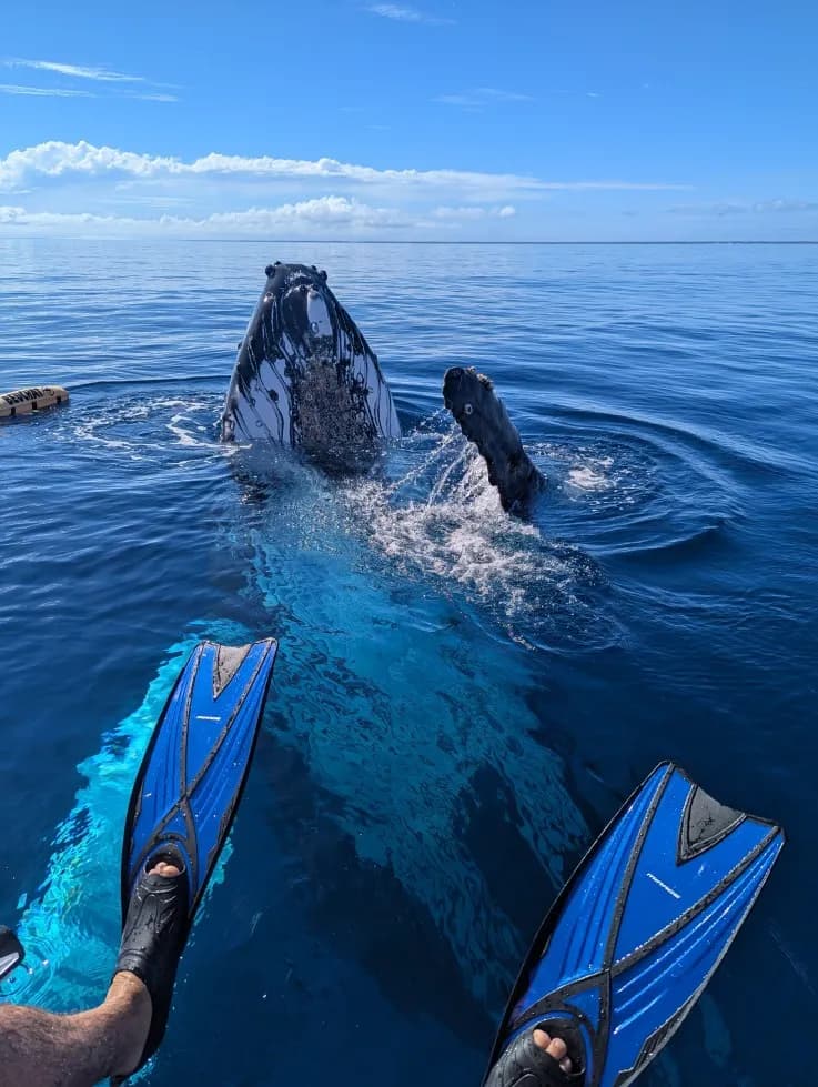 Whale encounter Fanifo Lofa Whale encounter Fanifo Lofa