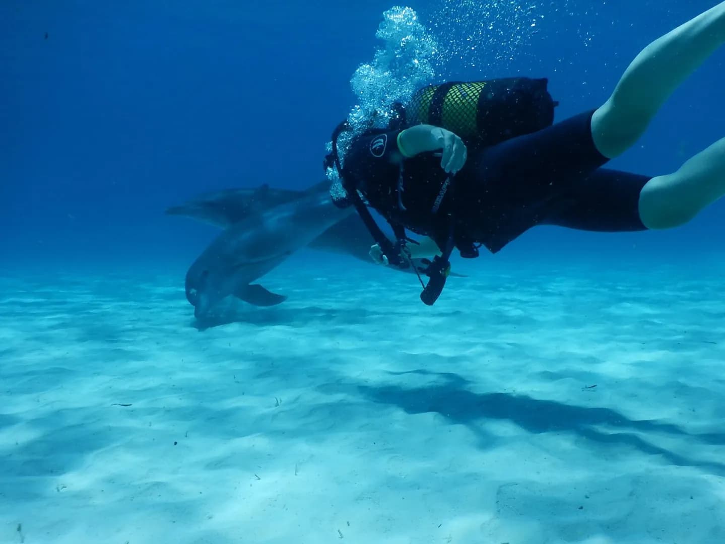 Dolphin and a diver underwater Dolphin and a diver underwater