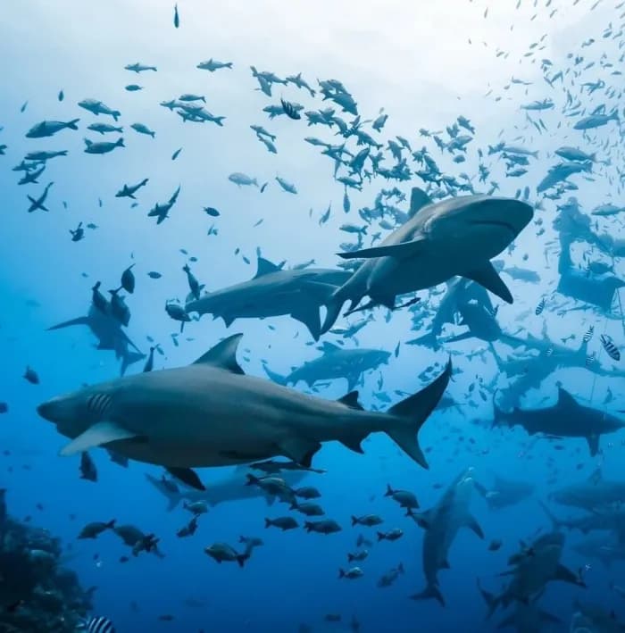Image of sharks underwater Image of sharks underwater