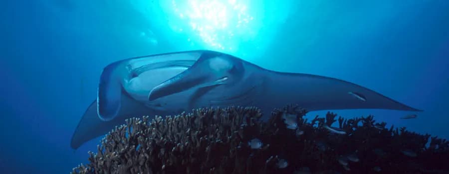 Diving with manta rays at Manta Ray Bay Resort in Yap, Micronesia. Diving with manta rays at Manta Ray Bay Resort in Yap, Micronesia.