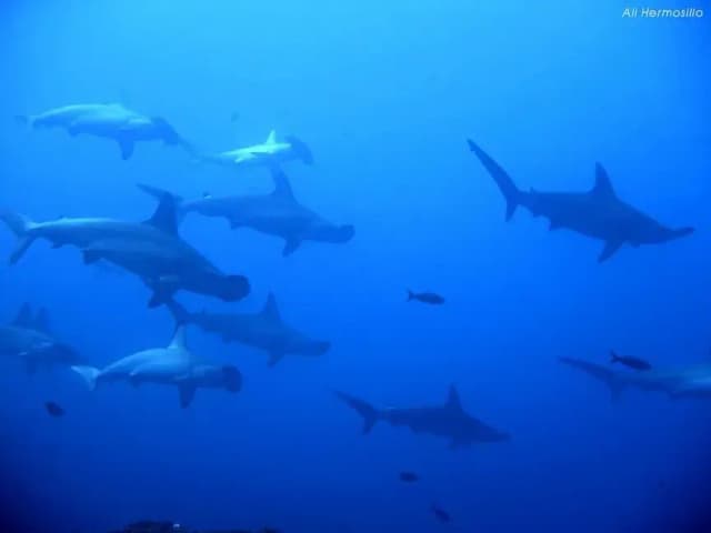 Bluewater Ultimate Mexico Adventure Bluewater Ultimate Mexico Adventure