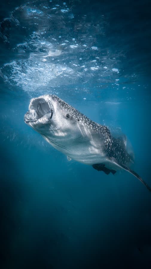 Carousel - image Carousel - image