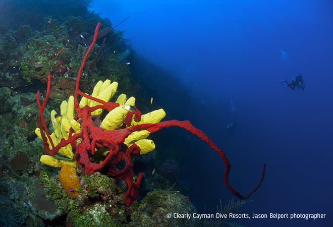 Carousel - image Carousel - image