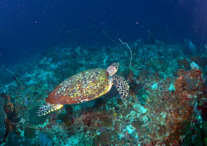 Carousel - image Carousel - image