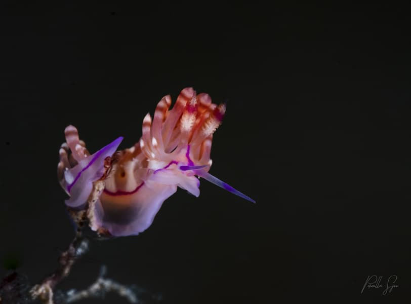 Carousel - image Carousel - image